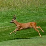 DSC_7326 150x150